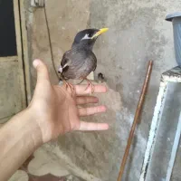 مرغ مینا 3ماه سخن گو