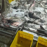 بازار ماهی فروشان