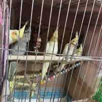 جوجه عروس هلندی دونه خور|پرنده|گرگان, |دیوار