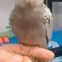 عروس هلندی گمشده|پرنده|ساوه, |دیوار