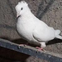 کفتر سفید ماده