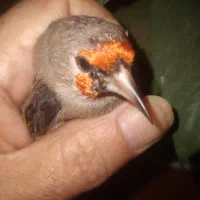 سهره کرمانی|پرنده|مشهد, طبرسی شمالی|دیوار