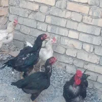 ۲عددمرغ لاری وچنتا بومی
