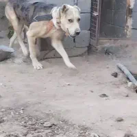 سگ‌‌‌‌‌‌‌‌‌‌‌‌برای‌‌‌‌‌نگهبانی