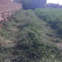 علف ویونجه زنی