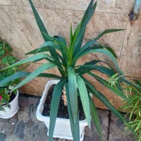 گل های زیبا