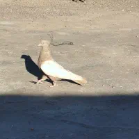 کبوتر سینه ای