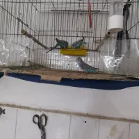 مرغ عشق|پرنده|پاکدشت, پاکدشت (مامازند)|دیوار