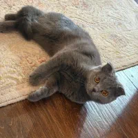 گربه بالغ نر