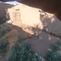 بوقلمون