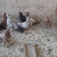 ۲۰جفت جوجه ریز خوب|پرنده|تهران, عبدالله‌آباد|دیوار
