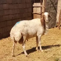 یک راس قوچ گردن بور