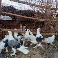 کبوتر پشتدار زینتی و دمچتری|پرنده|جوادآباد, |دیوار