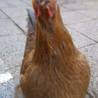 مرغ سرحال تخم‌گذار