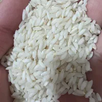 برنج عنبر بو شوشتر