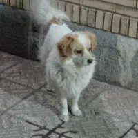 سگ پاپی|سگ|مبارکه, |دیوار
