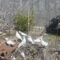 کبوتر|پرنده|دهدشت, |دیوار