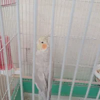 عروس هلندی