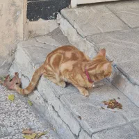 گربه پیدا شده