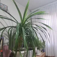 گل پاندانوس برگ خنجری