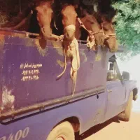چند عدد کره اسب