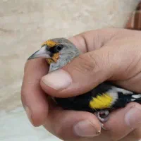 سهره کرمانی نر|پرنده|هشتگرد, هشتگرد قدیم|دیوار