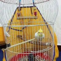 قفس پرنده|لوازم جانبی حیوانات|سوسنگرد, |دیوار