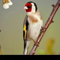 سهره دهندار