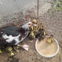 اردک خارجی تعداد ۲۱عدد بدون مادر فروخته میشود|حیوانات مزرعه|قائمشهر, |دیوار