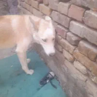 واگزاری|سگ|یزد, |دیوار