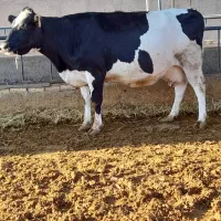 گاو شیری صنعتی آبستن سنگین