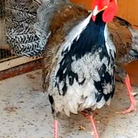 مرغ و خروس  سیلور بلژیکی لیدی هلندی امریکایی