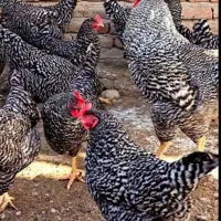 فروش جوجه نژاد تخم گذار و گوشتی