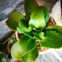 گل‌های زیبا و طبیعی کادوروزمادر|گل و گیاه طبیعی|کرمانشاه, |دیوار