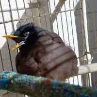 مرغ مینا|پرنده|ری, دولت‌آباد|دیوار