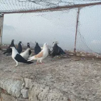 کفتر|پرنده|تربت‌حیدریه, پائین ولایت|دیوار