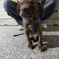 واگذاری پیت بول ۲ ماه