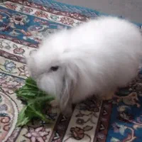 خرگوش|موش و خرگوش|بندر امام خمینی, |دیوار