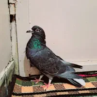 دمگیر خرقه آهنی|پرنده|اصفهان, جلفا|دیوار