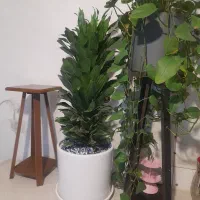 گل پتوس و کامپکت