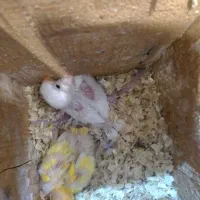 طولی برزیلی پا باز که باید بسته شود.قیمت 150