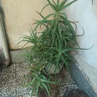 گل طبیعی با گلدان