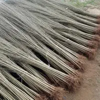 ارسال نهال از معتبرترین نهالستان کشور|خدمات باغبانی و درختکاری|کجور, |دیوار