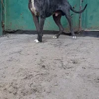 سگ گریدین اصل|سگ|کرمانشاه, |دیوار