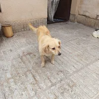 سگ خانگی|سگ|همدان, |دیوار