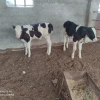 فروش گوساله پرواری|حیوانات مزرعه|شیروان (خراسان), |دیوار