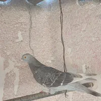 کبوتر|پرنده|شادگان, |دیوار