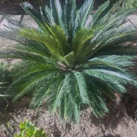 گل سیکاس|گل و گیاه طبیعی|ساری, |دیوار