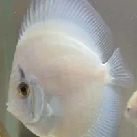 سلام ماهی دیسکس ۵ اینچ|ماهی|کرمانشاه, |دیوار