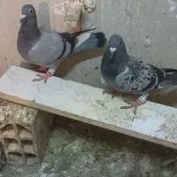 کفترصد هزار